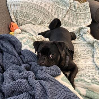 Frank -  Pug Dog for Adoption in Austin, Texas - Frank | PetCurious