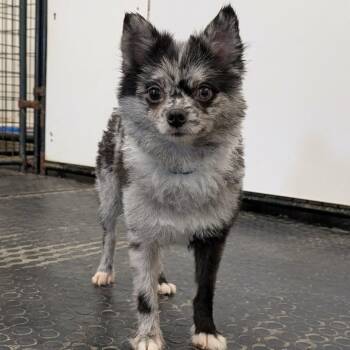 Rango-Foster Home Needed -  Pomeranian Dog for Adoption in Hartland, Wisconsin - Rango-Foster Home Needed | PetCurious