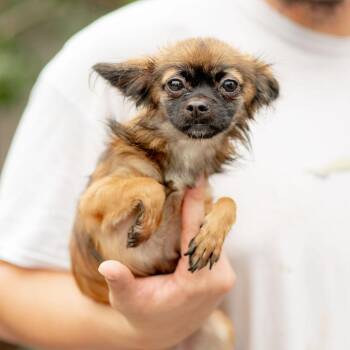 Sugar Plum -  Chihuahua Dog for Adoption in Chester Springs, Pennsylvania - Sugar Plum | PetCurious