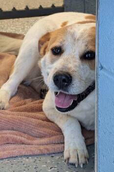 Cattle Dog Dogs Available for Adoption in Benson, Arizona - Pal | PetCurious