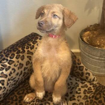 Rookie -  Great Pyrenees and Golden Retriever Dog for Adoption in Eureka Springs, Arkansas - Rookie | PetCurious
