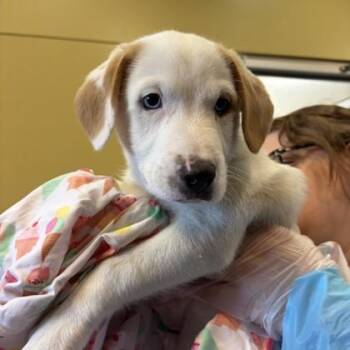 Coconut -  Australian Cattle Dog Blue Heeler and Mixed Breed Dog for Adoption in Merriam, Kansas - Coconut | PetCurious