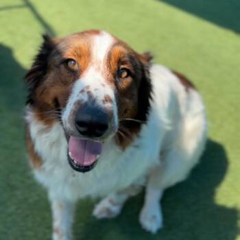 Australian Shepherd Dogs Available for Adoption - Abby A2011641 | PetCurious