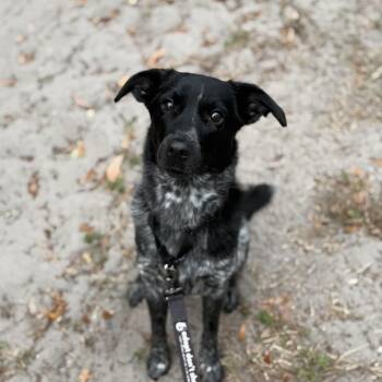 Australian Cattle Dog Blue Heeler Dogs Available for Adoption in Jupiter, Florida - Cricket | PetCurious