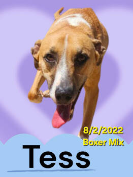 Rescue Boxer and Mixed Breed Dogs for Adoption in Biloxi, Mississippi - Tess | PetCurious