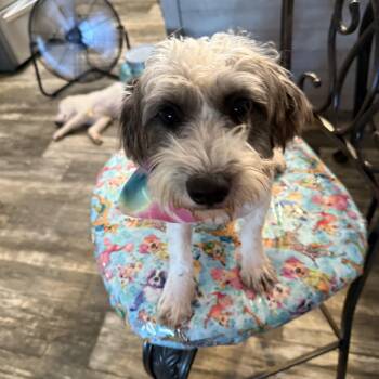 Hey Delilah -  Shih Tzu Dog for Adoption in Oklahoma City, Oklahoma - Hey Delilah | PetCurious