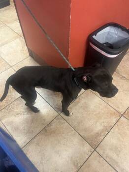 Dennis -  Mixed Breed Dog for Adoption in Cincinnati, Ohio - Dennis | PetCurious