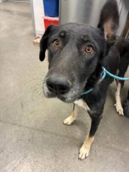 Tioga Sequoia -  Flat Coated Retriever and German Shepherd Dog Dog for Adoption in Fresno, California - Tioga Sequoia | PetCurious