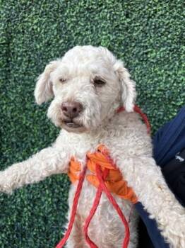 Rescue Poodle and Mixed Breed Dogs for Adoption in El Paso, Texas - 59813927 | PetCurious