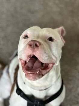 Rescue Boxer and Pit Bull Terrier Dogs for Adoption in Deerfield, Michigan - Bones | PetCurious