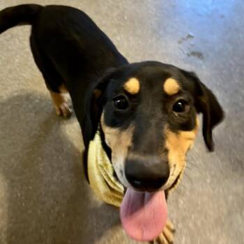 Willow -  Labrador Retriever and Hound Dog for Adoption in Metamora, Michigan - Willow | PetCurious
