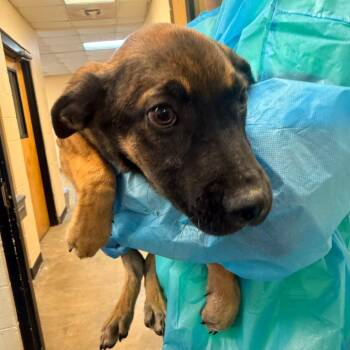 G-easy -  Mixed Breed Dog for Adoption in Corinth, Mississippi - G-easy | PetCurious