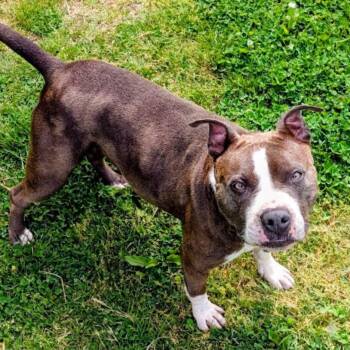 Mixed Breed Dogs Available for Adoption in Jeffersonville, Indiana - Zuna | PetCurious