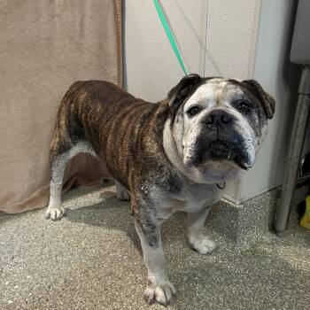 Bruno -  American Bulldog Dog for Adoption in San Gabriel, California - Bruno | PetCurious