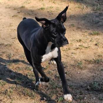 Sock Monkey -  Boxer Dog for Adoption in Athens, Alabama - Sock Monkey | PetCurious