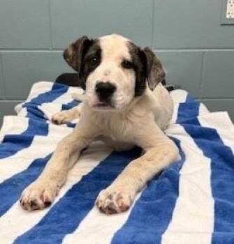 Shepherd and Mixed Breed Dogs Available for Adoption in Kansas City, Missouri - Dexter | PetCurious