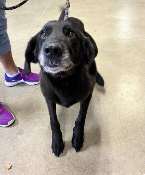 Jax -  Black Labrador Retriever Dog for Adoption in Mason City, Iowa - Jax | PetCurious