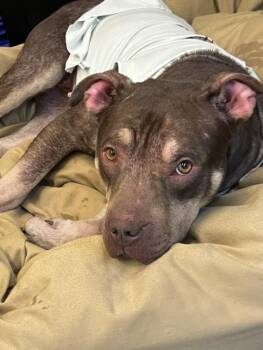 American Bulldog Dogs Available for Adoption - HERO | PetCurious