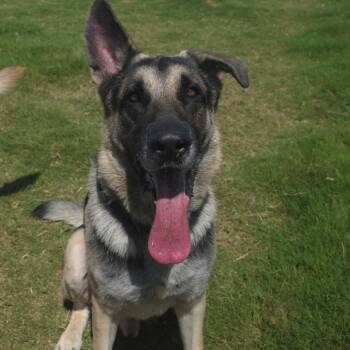 German Shepherd Dog Dogs Available for Adoption in Tampa, Florida - Rocky | PetCurious