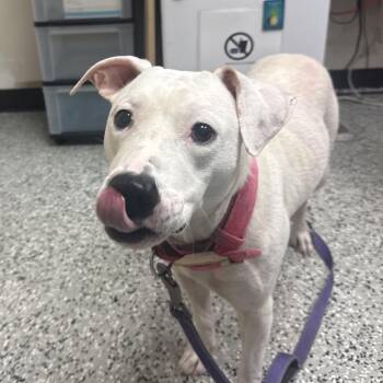 Shirley -  Staffordshire Bull Terrier Dog for Adoption in Lakeland, Florida - Shirley | PetCurious