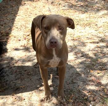 McFly -  Weimaraner Dog for Adoption in Slidell, Louisiana - McFly | PetCurious