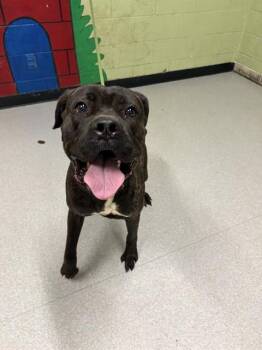Cane Corso Dogs Available for Adoption - DRAKO | PetCurious