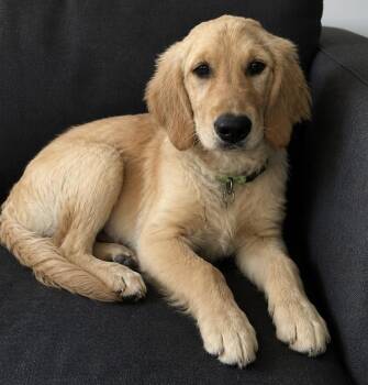 Golden Retriever Dogs Available for Adoption in Cerritos, California - Shelby | PetCurious