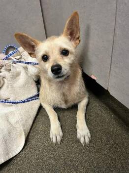 MIA -  Mixed Breed Dog for Adoption in Jacksonville, Florida - MIA | PetCurious