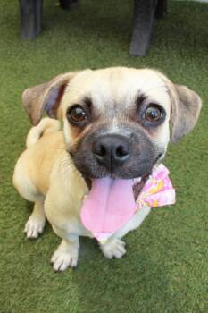 Pug and Beagle Dogs Available for Adoption in Gardena, California - Pico | PetCurious