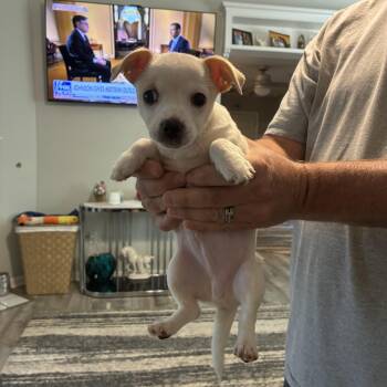Chihuahua Dogs Available for Adoption in Woodruff, South Carolina - Fig | PetCurious