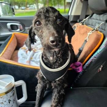 Olga -  Miniature Poodle Dog for Adoption in Dayton, Ohio - Olga | PetCurious