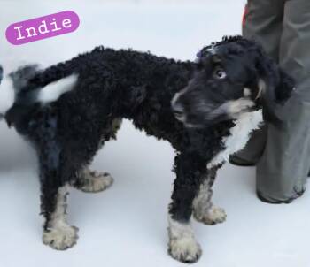 Rescue Bernadoodle Dogs for Adoption in Wheelersburg, Ohio - Indie | PetCurious