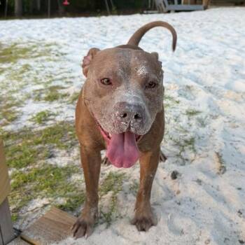 St. Luke -  Pit Bull Terrier Dog for Adoption in Columbia, South Carolina - St. Luke | PetCurious