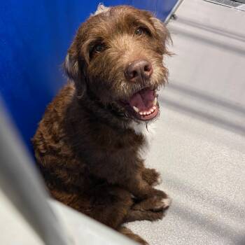 Coco Puff KCAC -  Poodle and Chocolate Labrador Retriever Dog for Adoption in Kerrville, Texas - Coco Puff KCAC | PetCurious