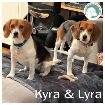 Beagle Dogs Available for Adoption in Wadsworth, Illinois - Kyra And Lyra (Bonded Pair) | PetCurious