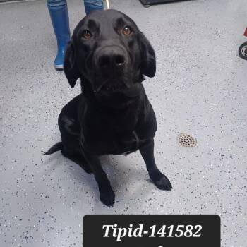 Tipid -  Black Labrador Retriever Dog for Adoption in New Tazewell, Tennessee - Tipid | PetCurious