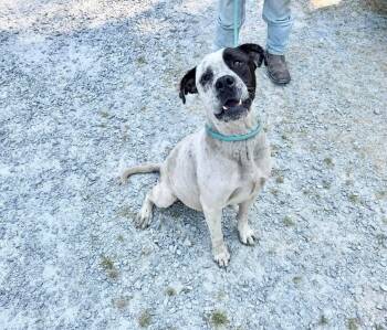 Douglas -  Mixed Breed Dog Available for Adoption in Elizabethtown, North Carolina - Douglas | PetCurious