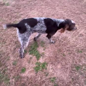 Sweetie (NEEDS FOSTER Bonham, Texas) -  German Wirehaired Pointer Dog for Adoption in Santa Rosa, California - Sweetie (NEEDS FOSTER Bonham, Texas) | PetCurious