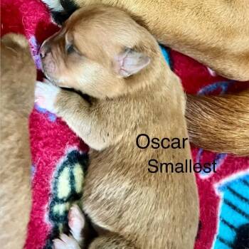 Dachshund Dogs Available for Adoption - Oscar | PetCurious