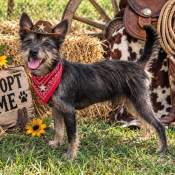 BOWEN -  Terrier Dog for Adoption in Locust Fork, Alabama - BOWEN | PetCurious