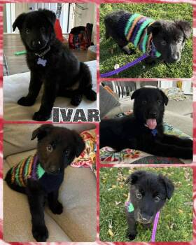 Rescue Mixed Breed Dogs for Adoption in Lancaster, New York - Ivar | PetCurious