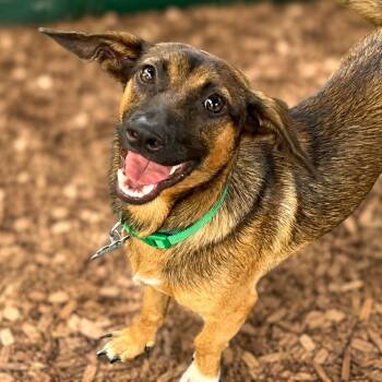 Percy -  Chihuahua and Dachshund Dog for Adoption in Boerne, Texas - Percy | PetCurious