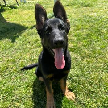 German Shepherd Dog Dogs Available for Adoption in Wilmington, North Carolina - Flint | PetCurious
