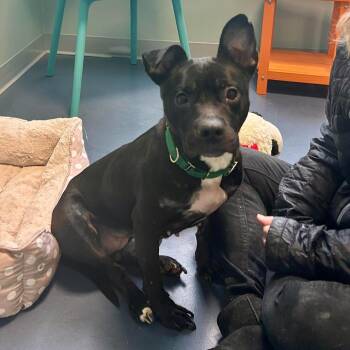 Pit Bull Terrier Dogs Available for Adoption - Shorty | PetCurious