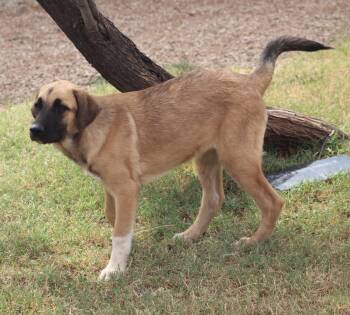 Rescue Anatolian Shepherd Dogs for Adoption in Post, Texas - Coco | PetCurious