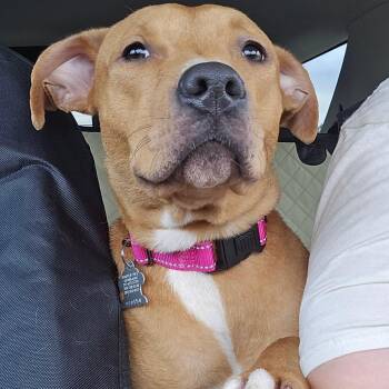 Honey -  Mixed Breed Dog for Adoption in Edwards, Illinois - Honey | PetCurious