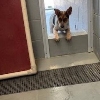 Rescue Australian Cattle Dog Blue Heeler Dogs for Adoption in Columbus, Mississippi - DUCE | PetCurious