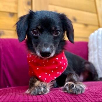 Velvet Angel the Doll Face Darling -  Chihuahua and Papillon Dog for Adoption in Friendswood, Texas - Velvet Angel The Doll Face Darling | PetCurious