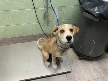 American Staffordshire Terrier and Mixed Breed Dogs Available for Adoption in Grand Prairie, Texas - BUTTON | PetCurious