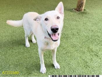 ALPINE -  Mixed Breed Dog Available for Adoption in West Palm Beach, Florida - ALPINE | PetCurious